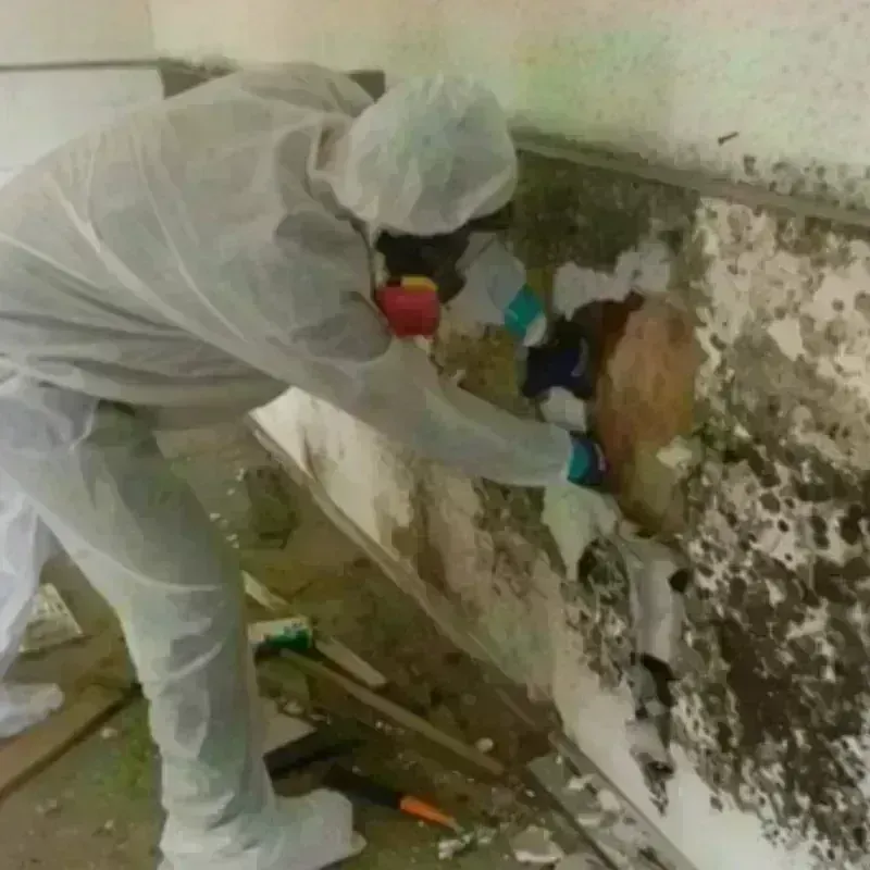 Mold Remediation and Removal in Siletz, OR